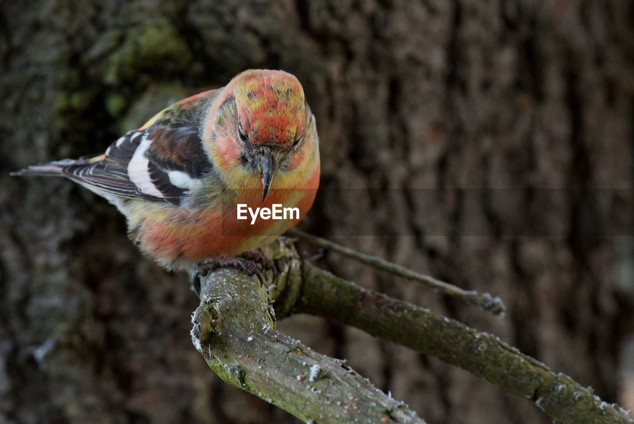 CLOSE-UP OF BIRD PERCHING ON BRANCH