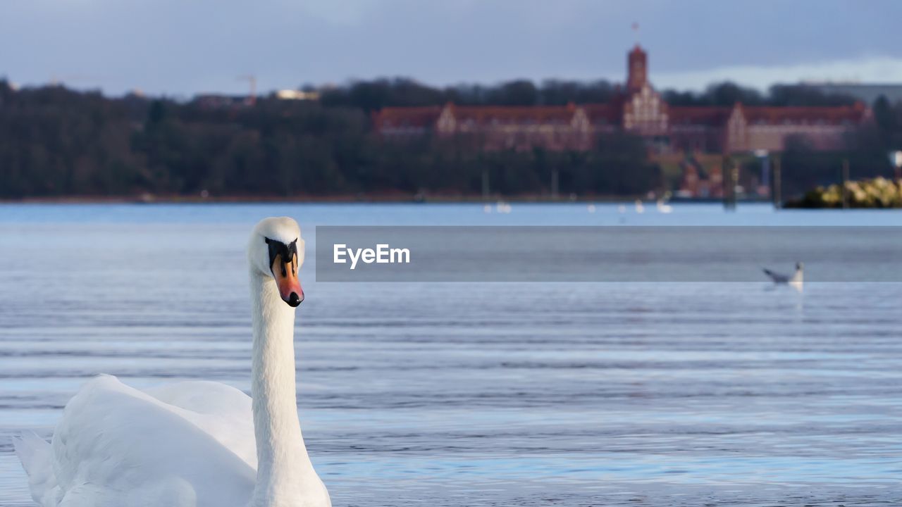 Swan swimming in lake against town