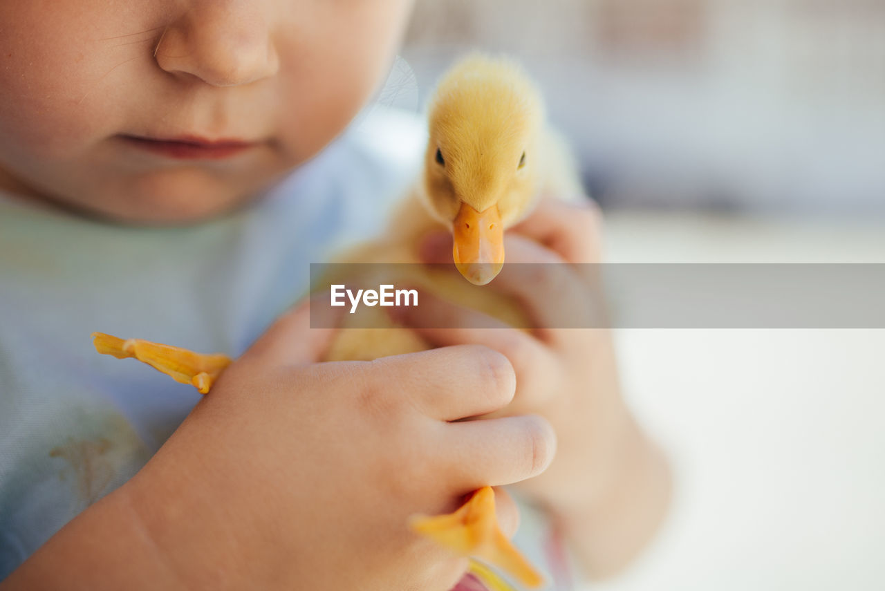 Little girl holding a yellow duckling in her hands.
