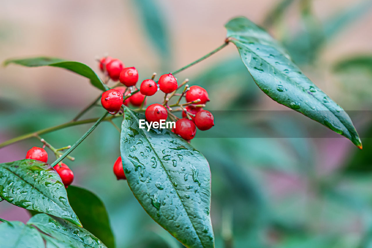 CLOSE-UP OF RED BERRIES