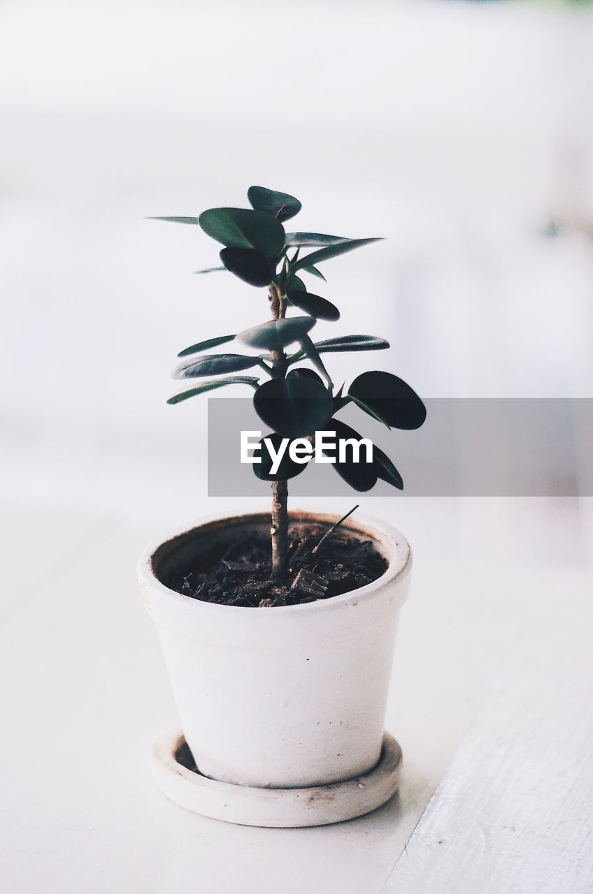 CLOSE-UP OF POTTED PLANT ON TABLE AGAINST WALL