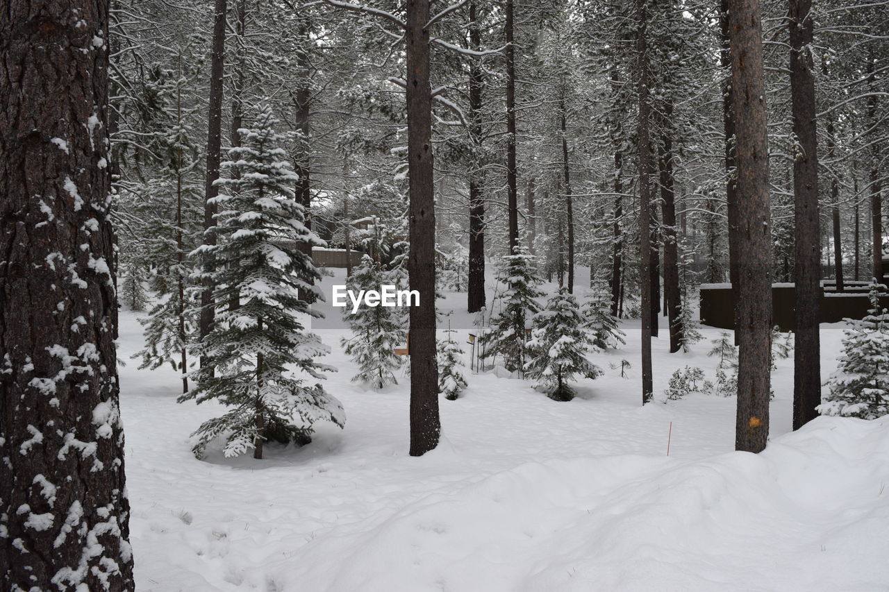 SNOW COVERED PINE TREES IN FOREST