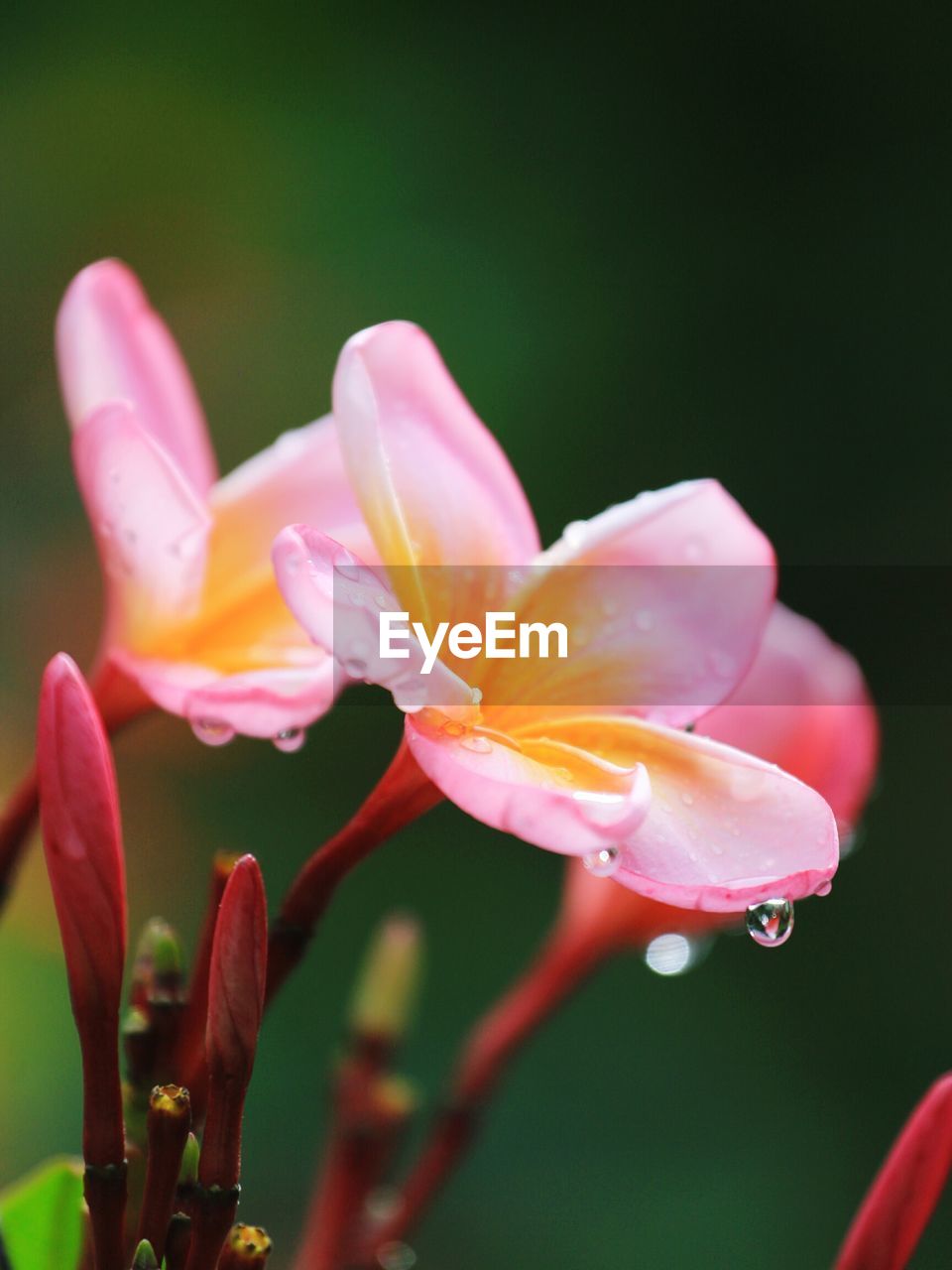 CLOSE-UP OF WATER DROPS ON PINK ROSE