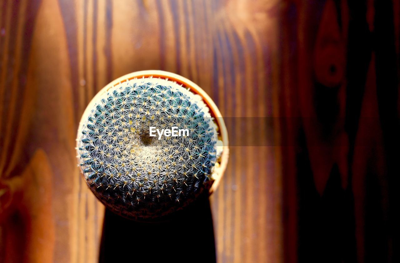 Directly above shot of barrel cactus on wooden table