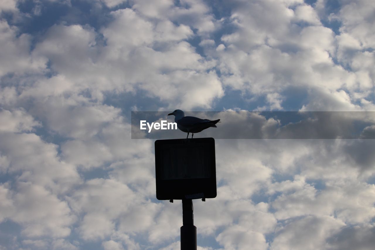LOW ANGLE VIEW OF SILHOUETTE BIRD PERCHING ON CABLE AGAINST SKY
