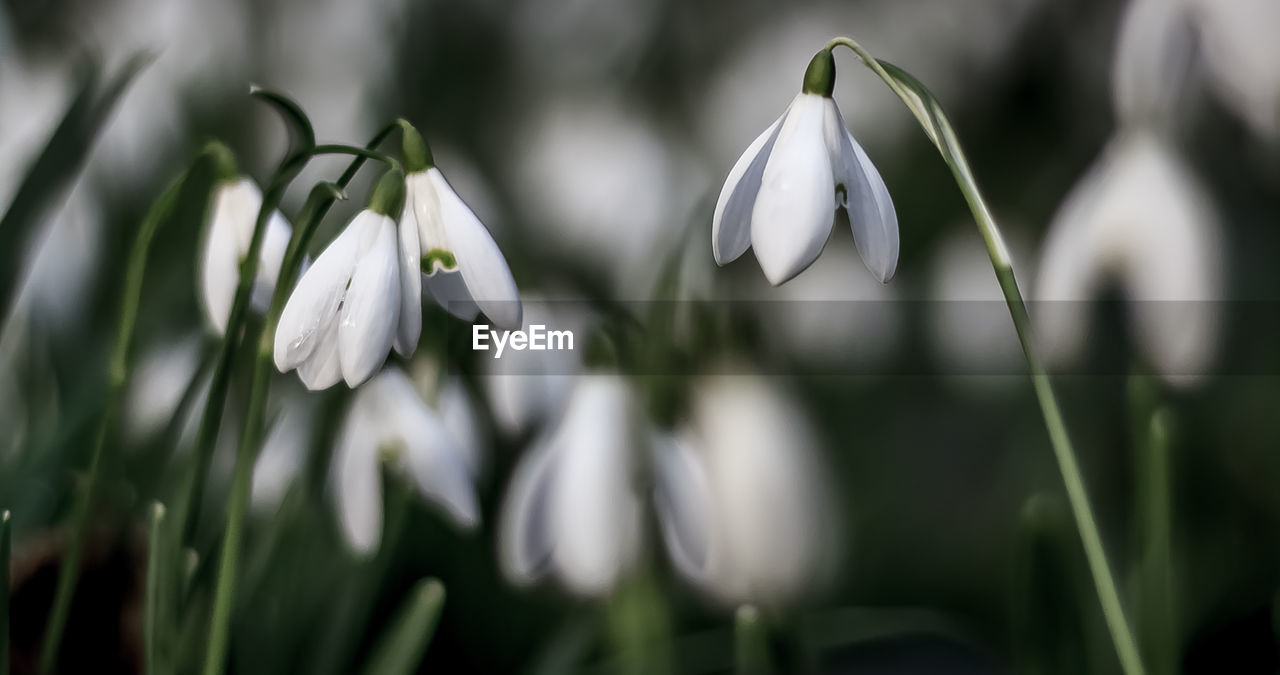 CLOSE-UP OF WHITE FLOWER