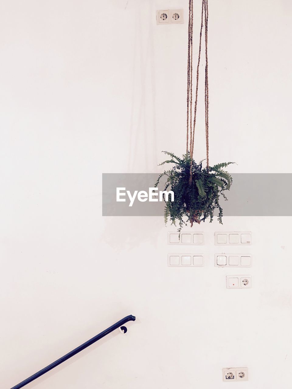 Low angle view of potted plant hanging against wall