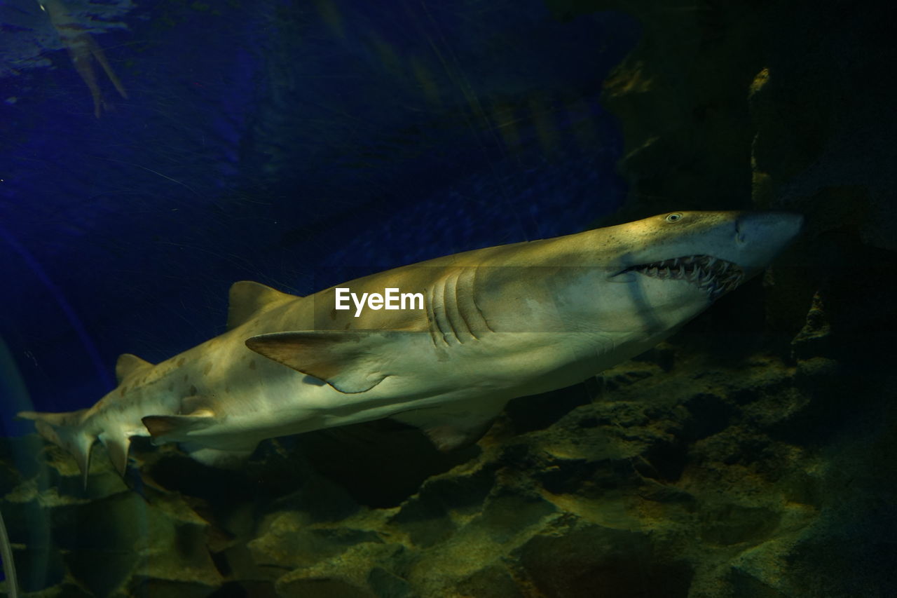 Close-up of shark swimming in aquarium