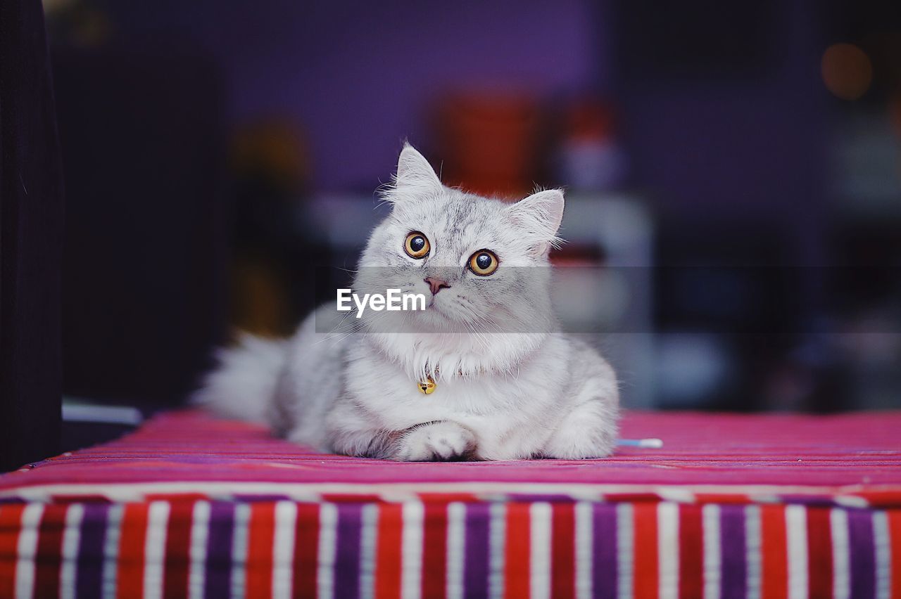 Portrait of cat relaxing on bed at home