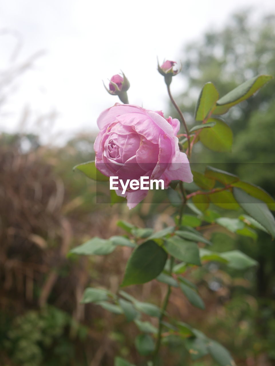 plant, flower, flowering plant, beauty in nature, pink, rose, freshness, nature, petal, flower head, plant part, close-up, leaf, fragility, inflorescence, blossom, tree, no people, growth, outdoors, garden roses, springtime, focus on foreground, branch, rose - flower, bud, selective focus, day