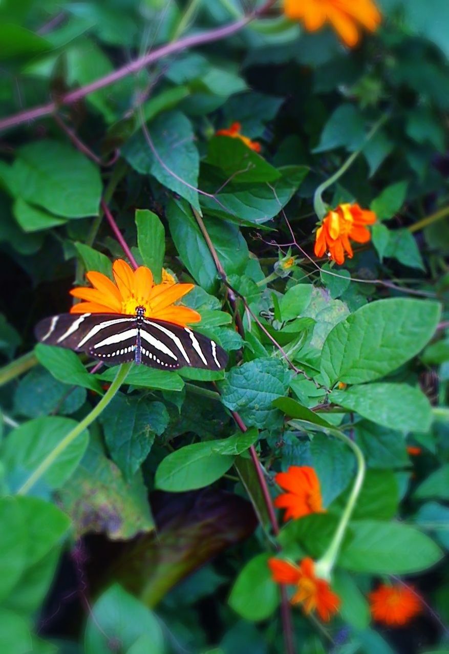 CLOSE-UP OF BUTTERFLY ON YELLOW FLOWER