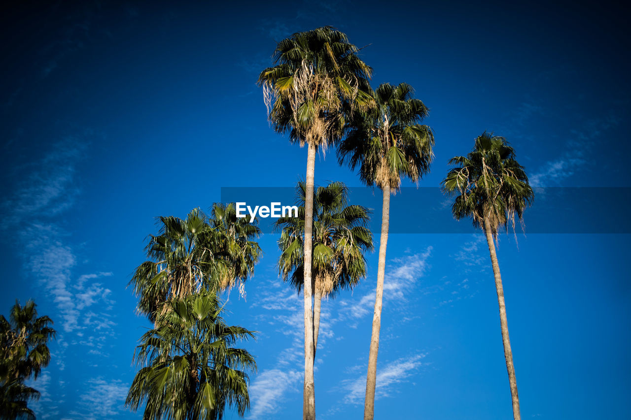 Low angle view of coconut palm trees against blue sky