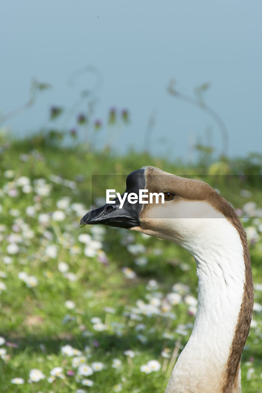 Close-up of goose by lake