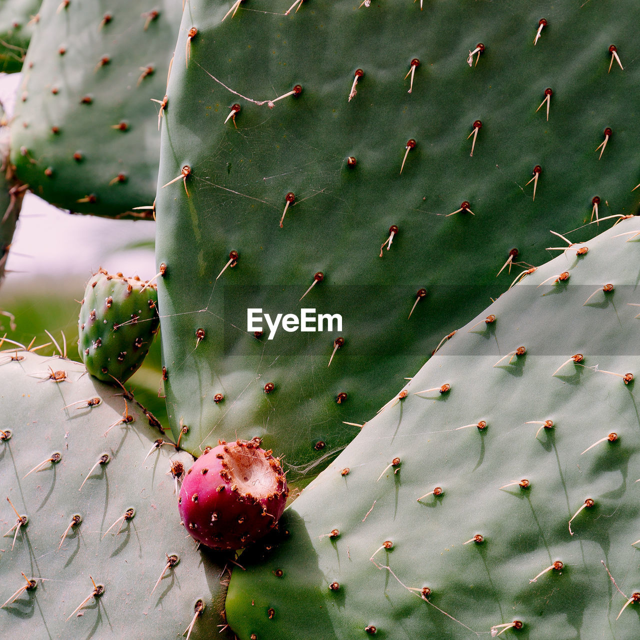 Cactus close up. cactus lover concept