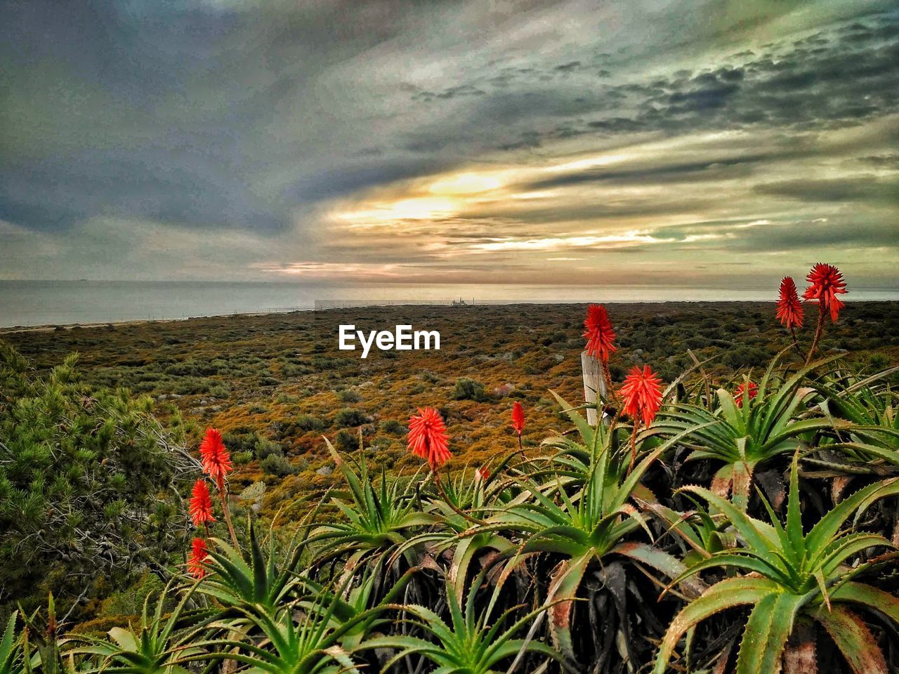 SCENIC VIEW OF POPPY FIELD AGAINST SEA