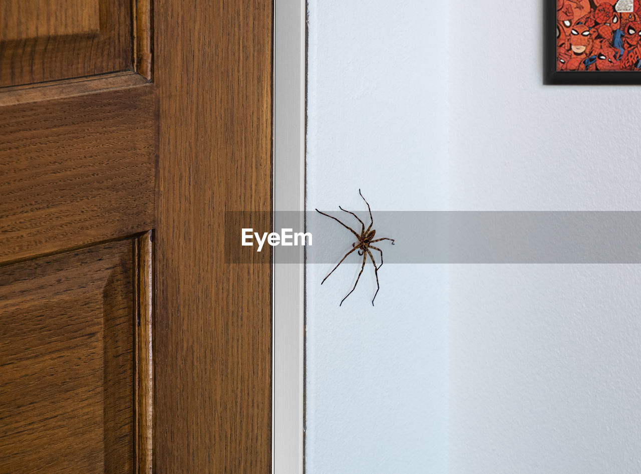 CLOSE-UP OF SPIDER ON WOOD