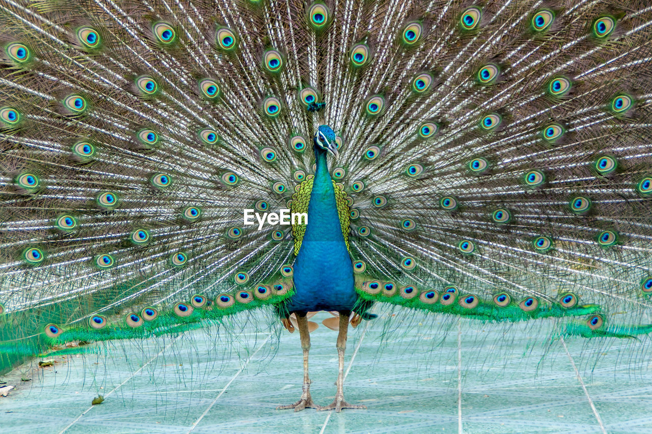 Close-up of peacock