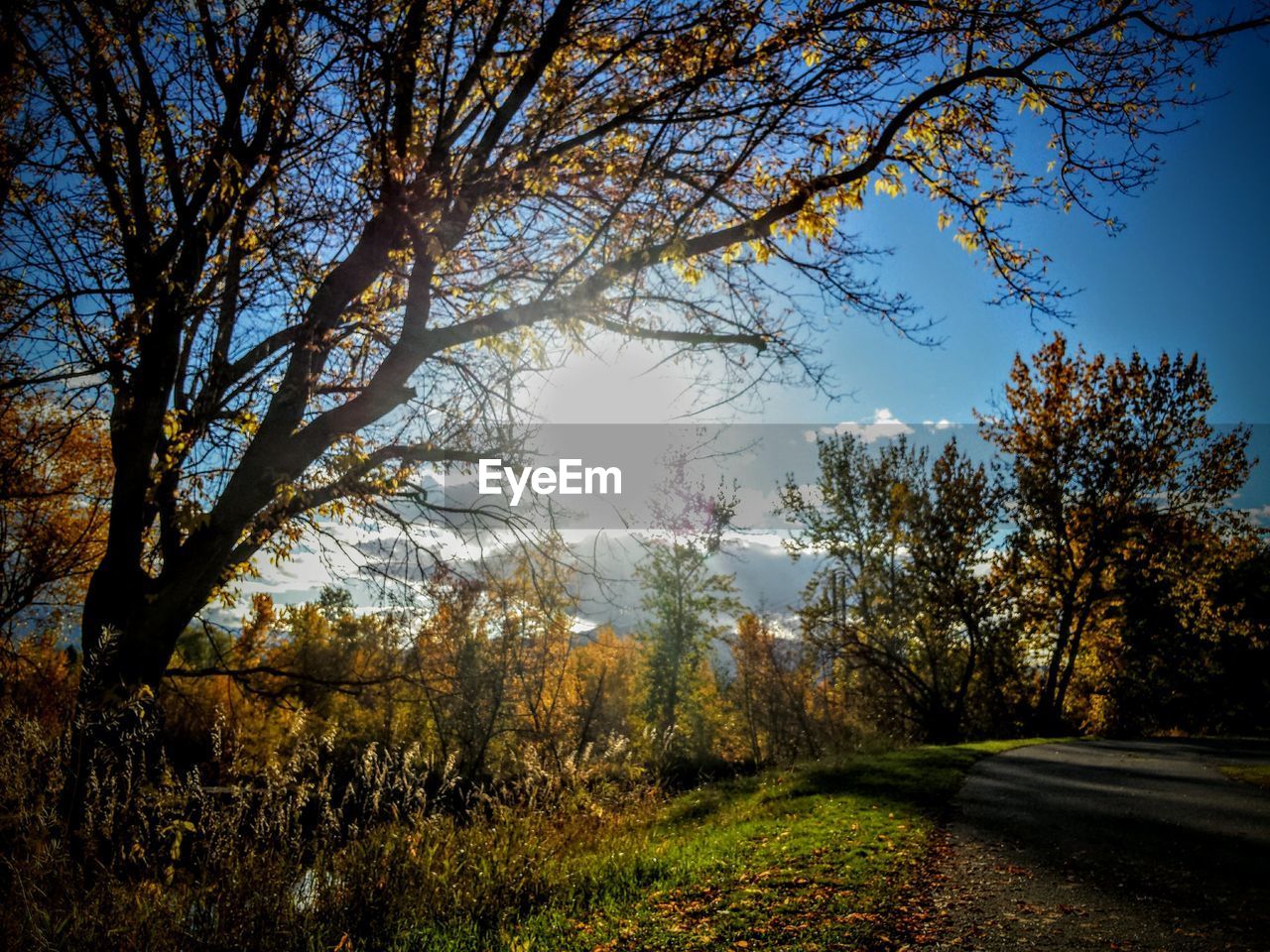 TREES ON GRASSY LANDSCAPE AGAINST CLEAR SKY