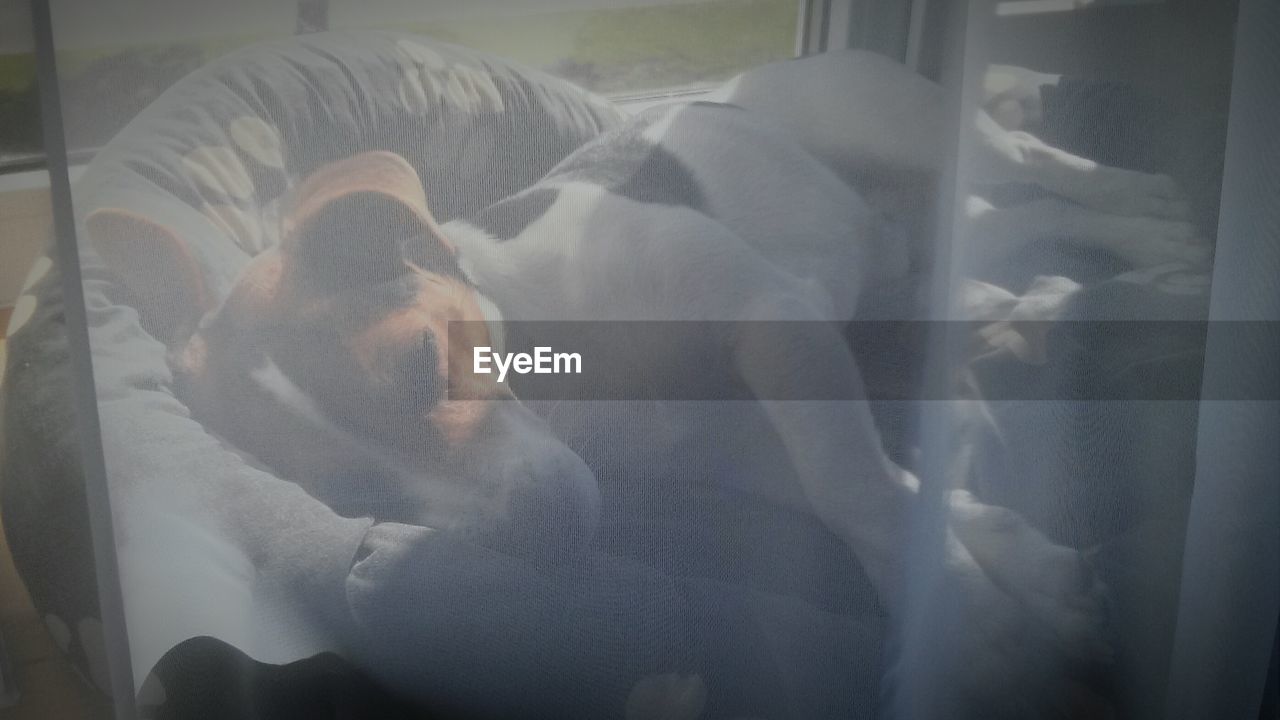 High angle view of dog sleeping on pet bed seen through curtain