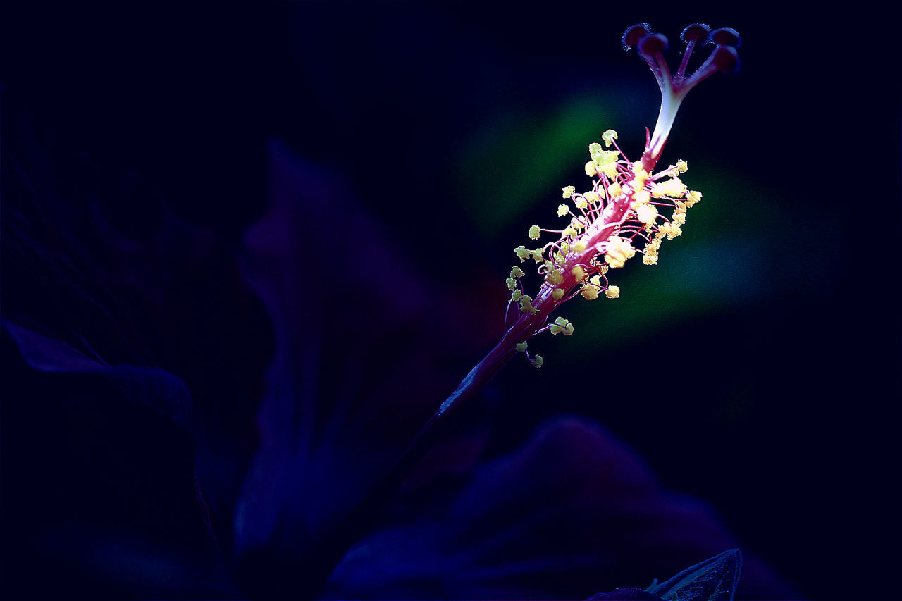 CLOSE-UP OF PURPLE FLOWERS