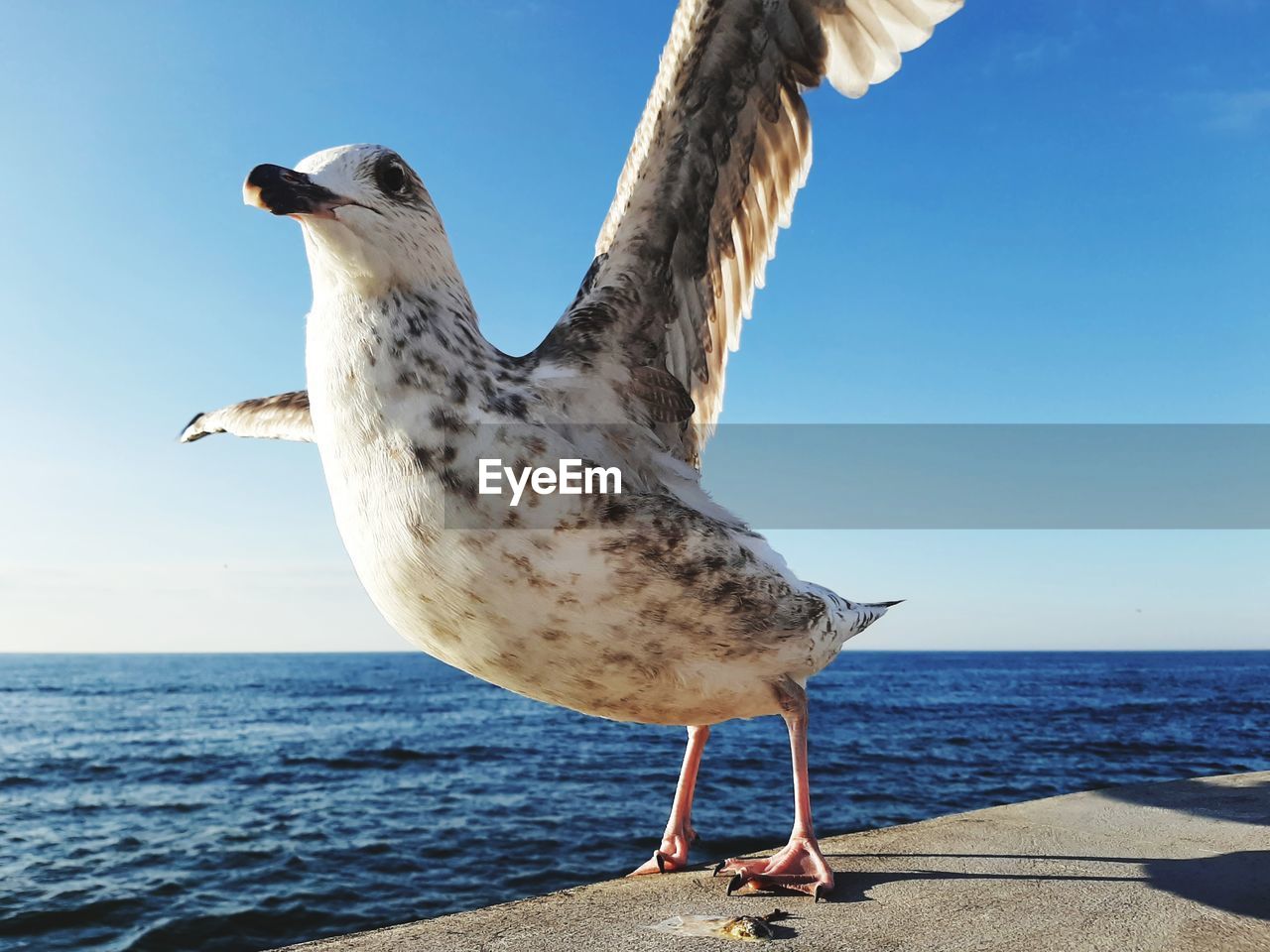 animal, animal themes, animal wildlife, bird, sea, water, wildlife, gull, seabird, sky, nature, one animal, horizon over water, beach, horizon, land, seagull, european herring gull, day, sunlight, beauty in nature, beak, no people, full length, blue, clear sky, outdoors, flying, animal body part, sunny