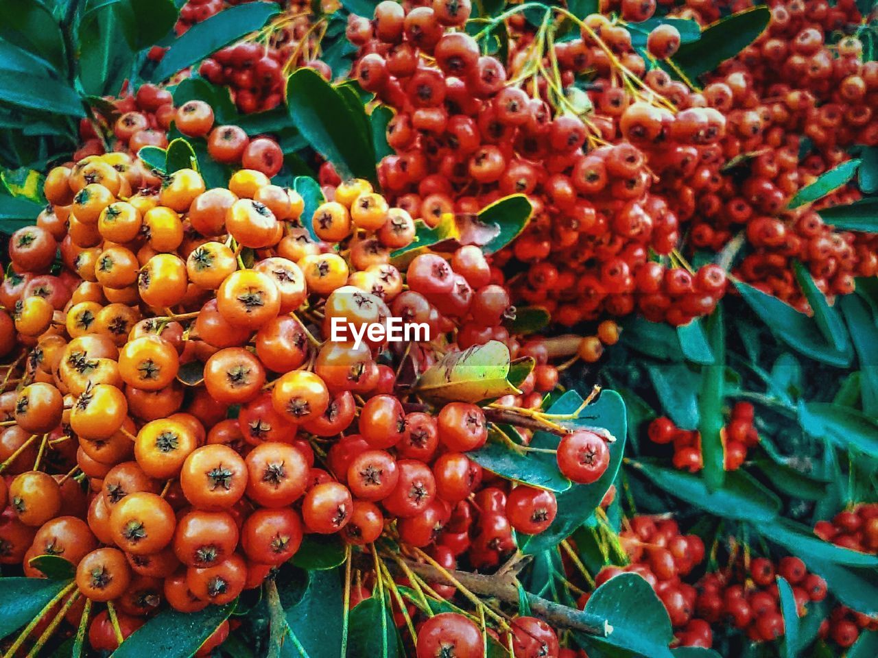 CLOSE-UP OF CHERRIES IN MARKET