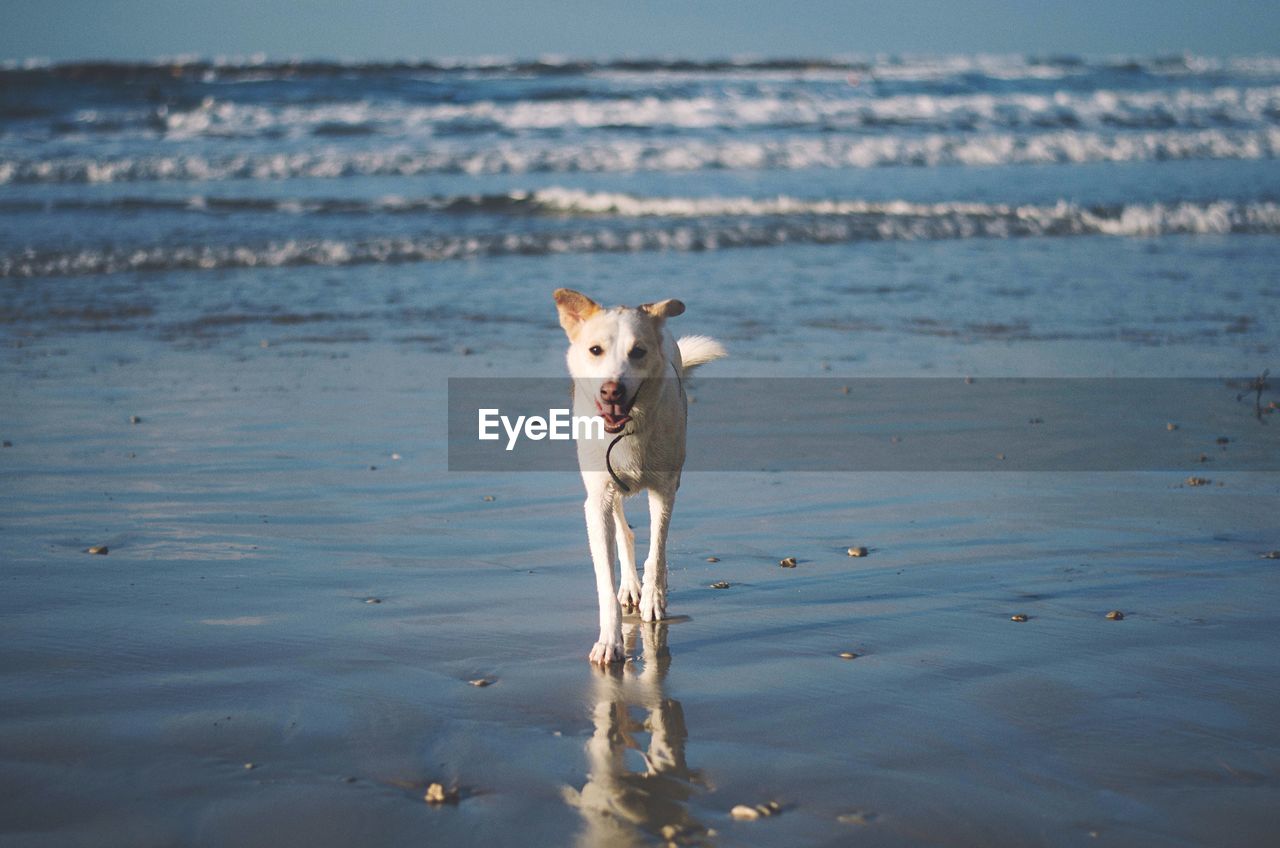 Dog standing at beach