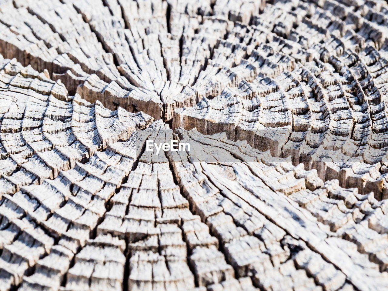 FULL FRAME SHOT OF TREE STUMP WITH UMBRELLA