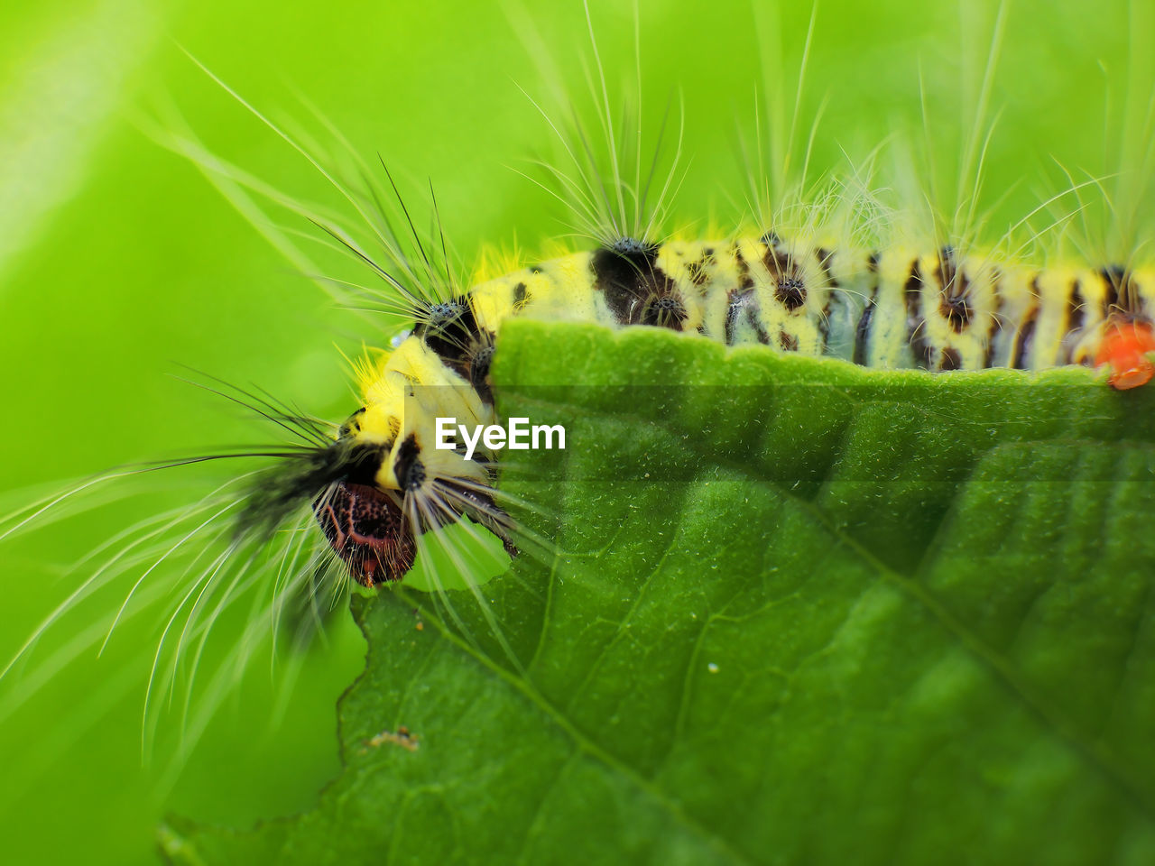 animal themes, animal, animal wildlife, insect, caterpillar, wildlife, macro photography, larva, nature, green, close-up, leaf, plant part, one animal, moths and butterflies, plant, no people, macro, beauty in nature, animal hair, animal body part, flower, outdoors, day, selective focus, eating, environment, plant stem, focus on foreground, arachnid