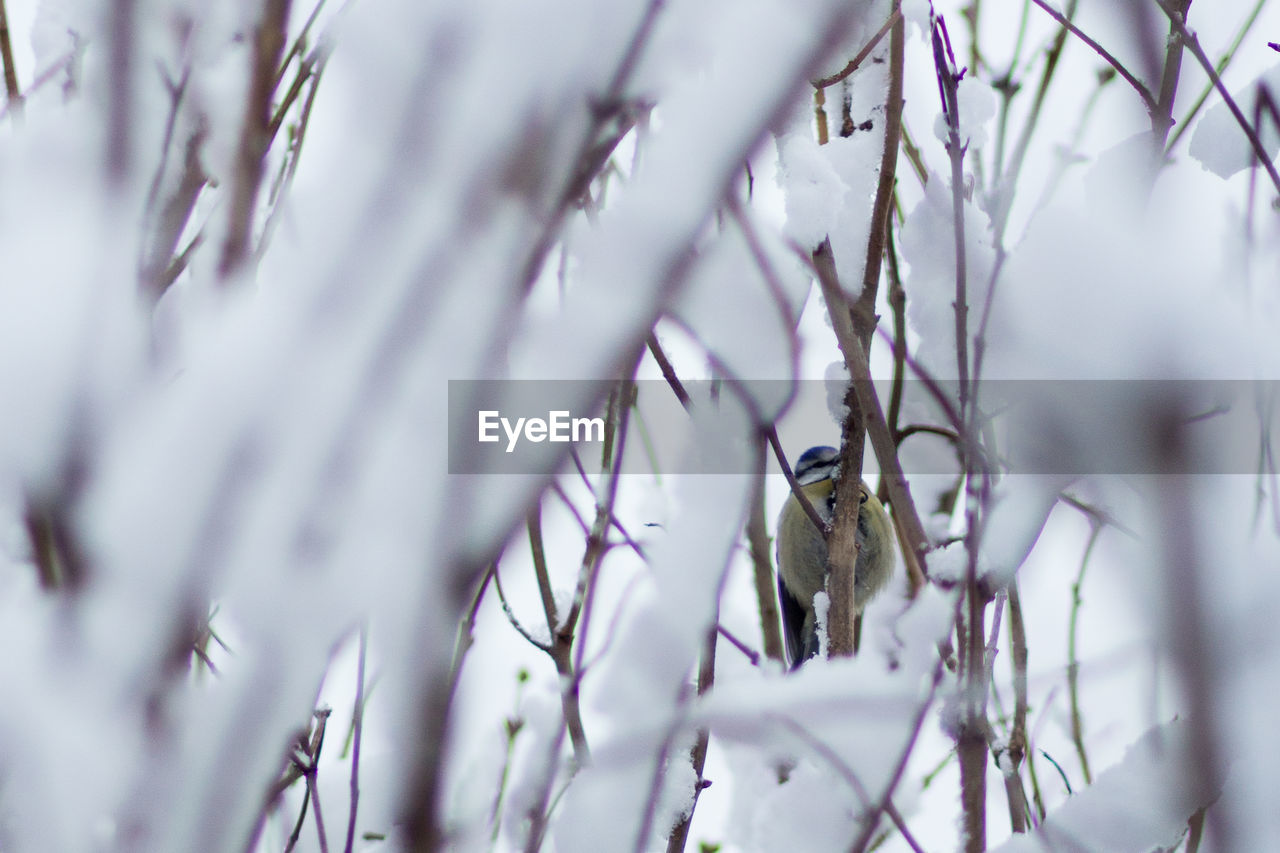 CLOSE-UP OF SNOW ON TREE BRANCH