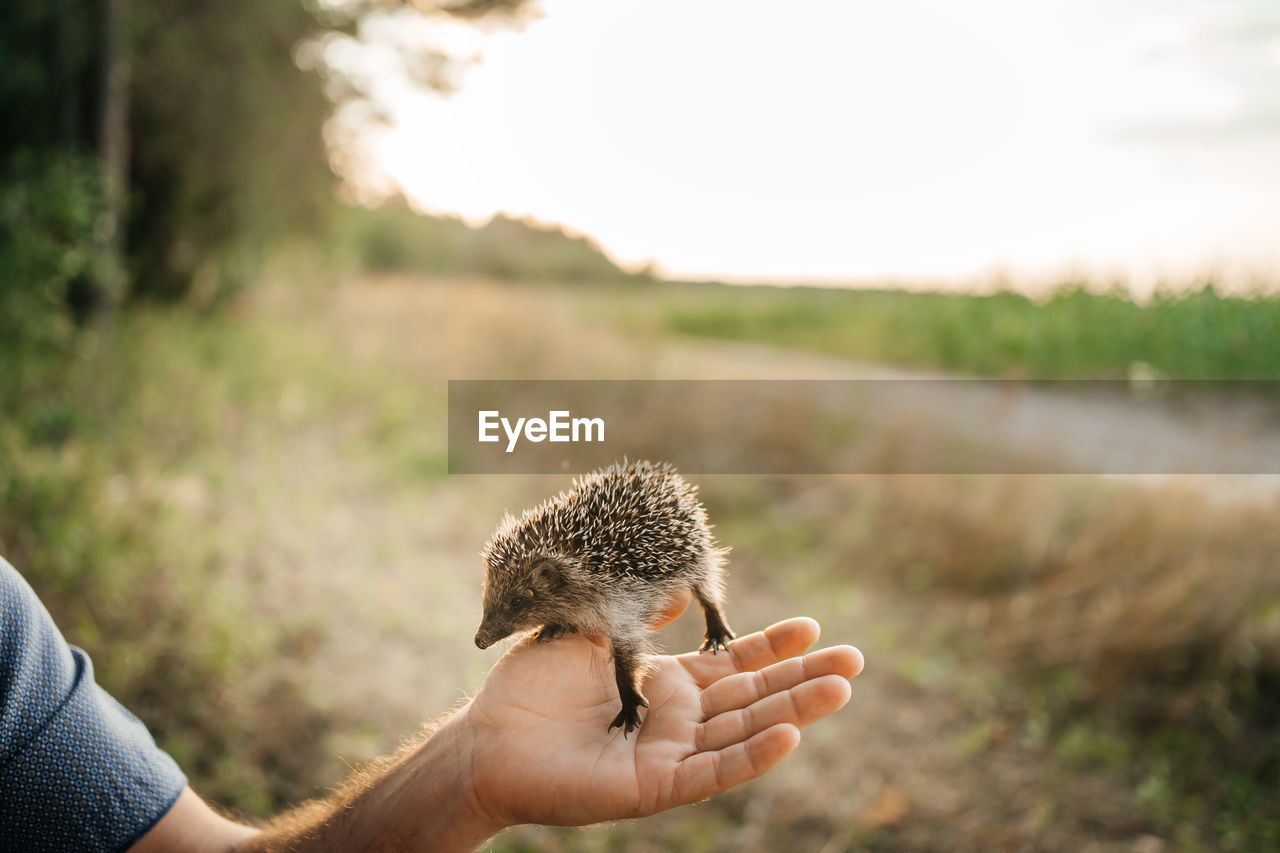 Man holds a hedgehog in the palm of his hand