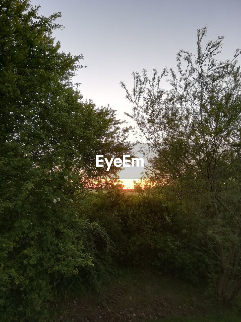 LOW ANGLE VIEW OF TREES AGAINST SKY