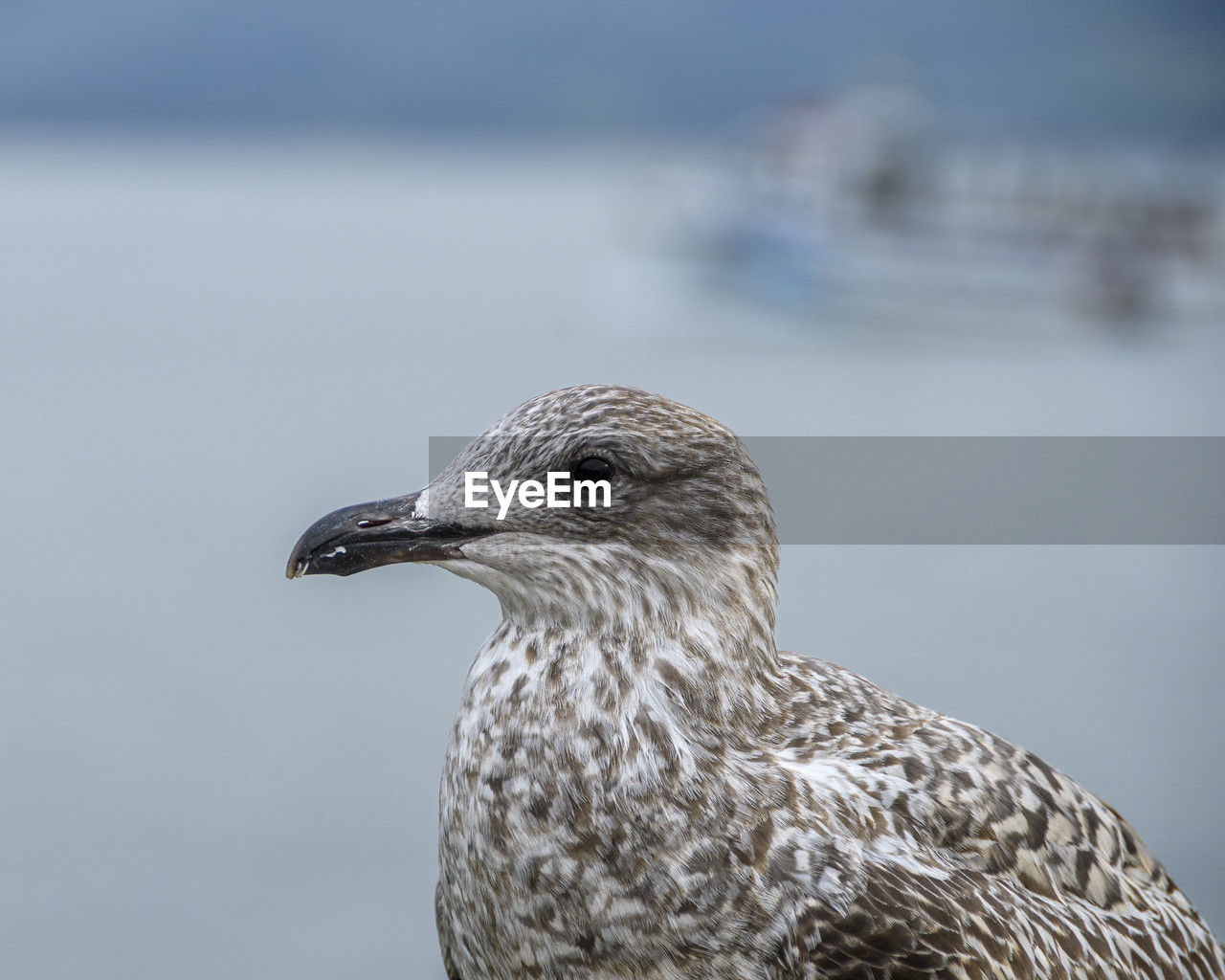 bird, animal themes, animal, animal wildlife, one animal, wildlife, close-up, beak, water, nature, focus on foreground, gull, no people, day, side view, seabird, sea, outdoors, animal body part, european herring gull, beauty in nature, looking