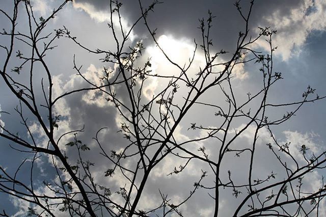 LOW ANGLE VIEW OF TREES AGAINST CLOUDY SKY