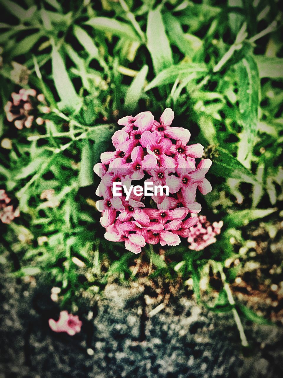 CLOSE-UP OF PINK FLOWER