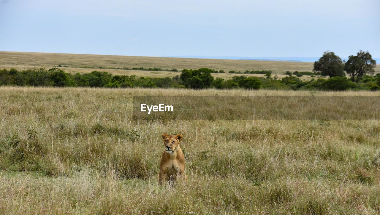 Lioness standing guard