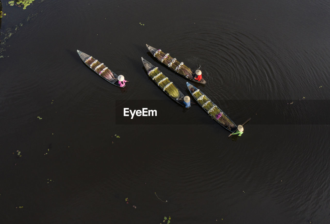 Harvesting water lilies in long an, vietnam