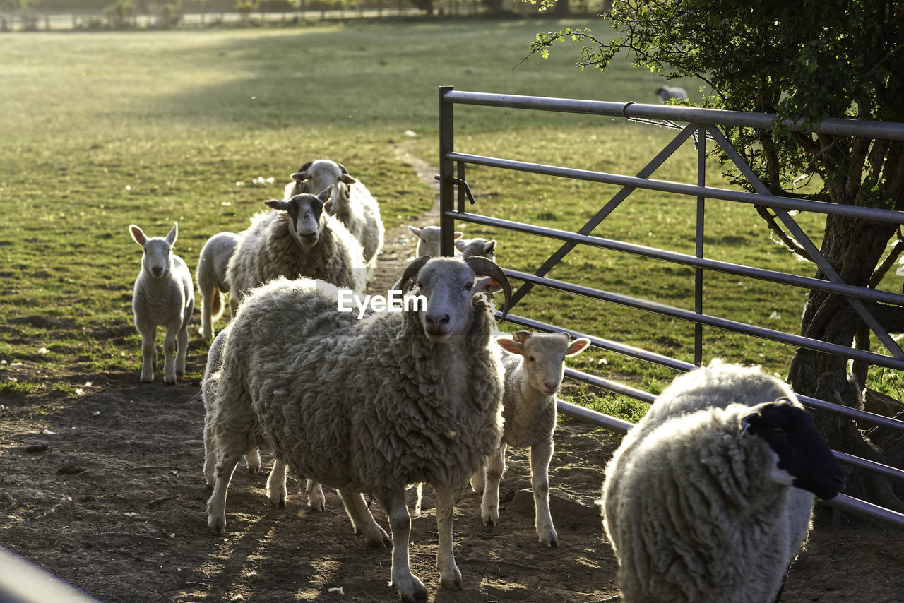 Sheep in a field