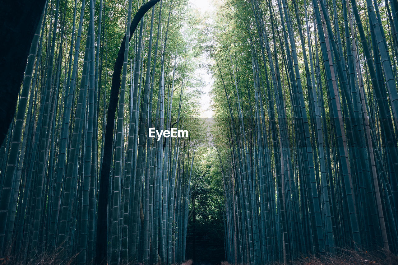 LOW ANGLE VIEW OF BAMBOO PLANTS IN FOREST