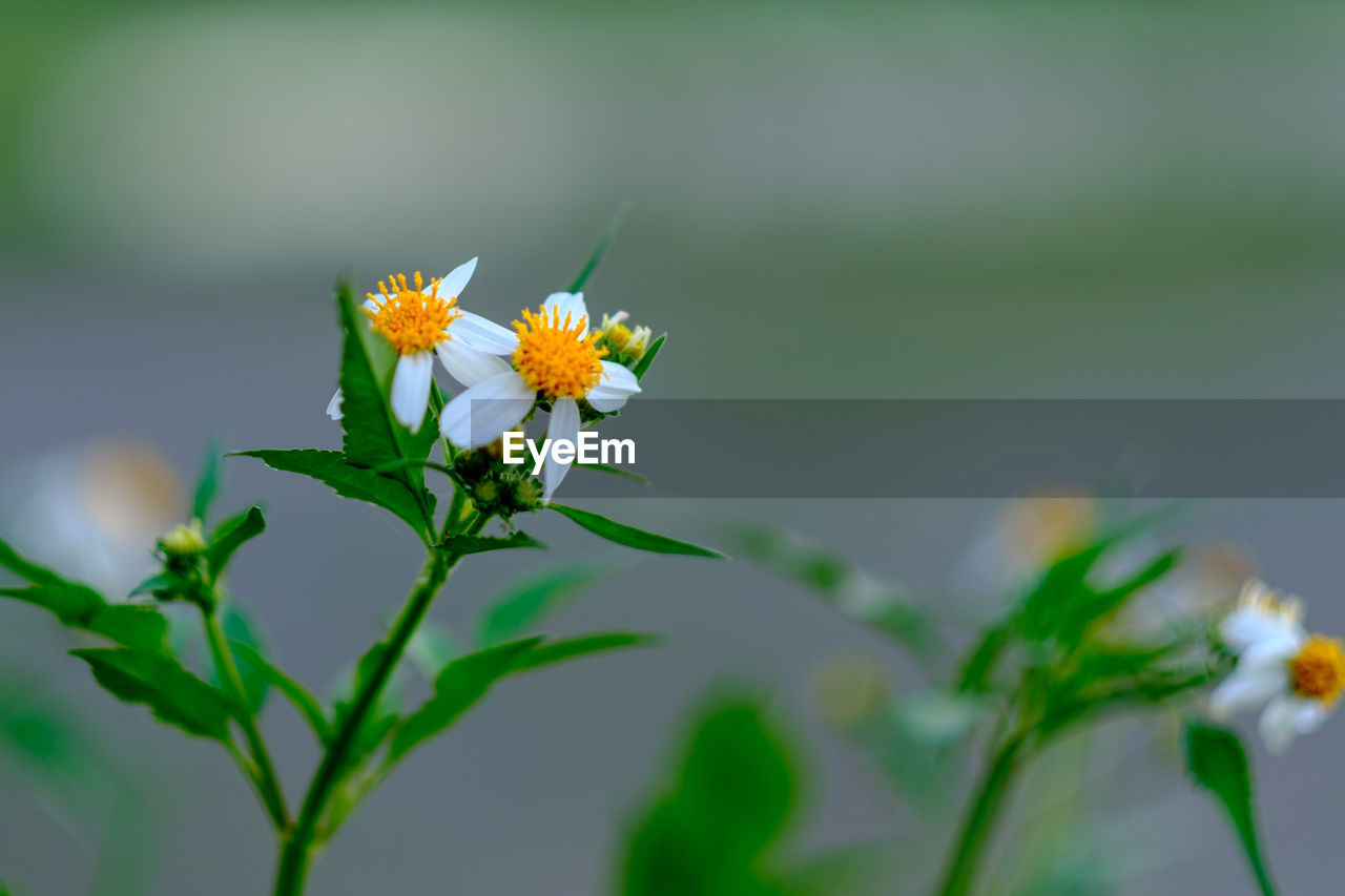 CLOSE-UP OF YELLOW FLOWER