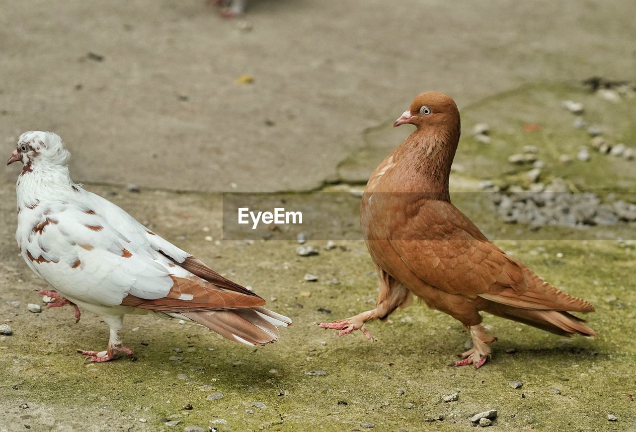 CLOSE-UP OF BIRDS ON FIELD