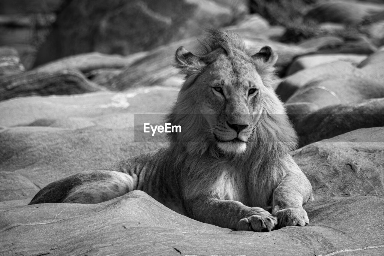 Mono young male lion lies on rocks