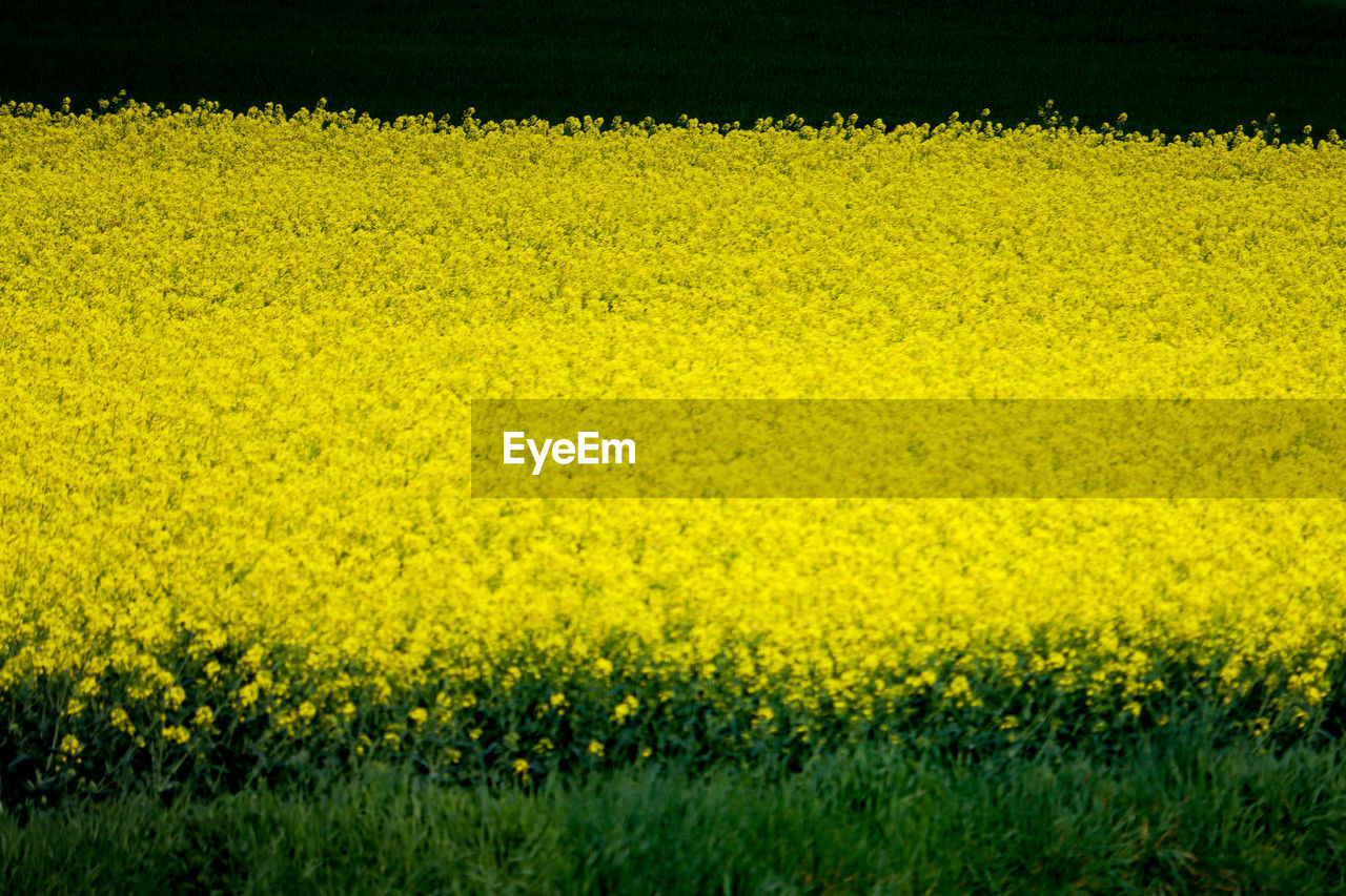 yellow, plant, rapeseed, vegetable, flower, produce, food, field, canola, beauty in nature, land, growth, landscape, oilseed rape, agriculture, rural scene, nature, flowering plant, freshness, environment, tranquility, brassica rapa, no people, mustard, crop, tranquil scene, abundance, scenics - nature, farm, day, outdoors, fragility, springtime, prairie, grass, grassland, idyllic, meadow, sunlight, green
