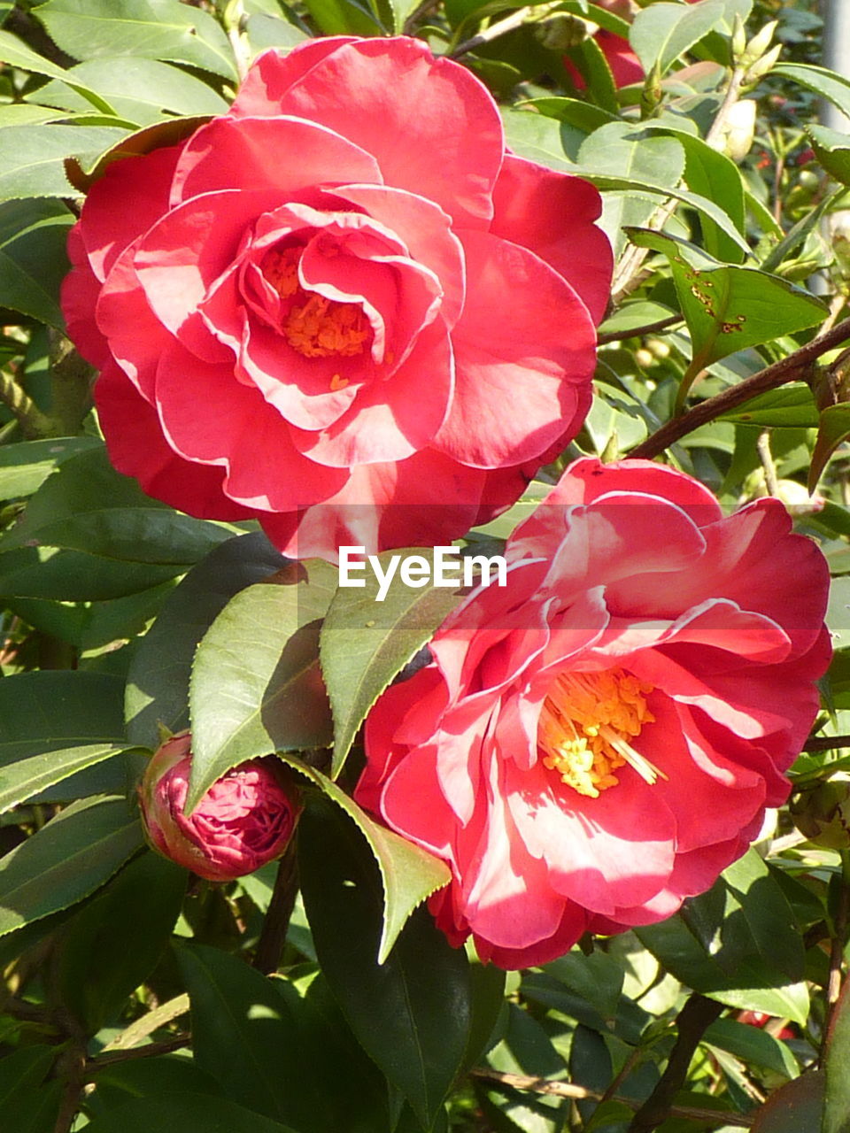 CLOSE-UP OF PINK ROSE WITH RED LEAVES