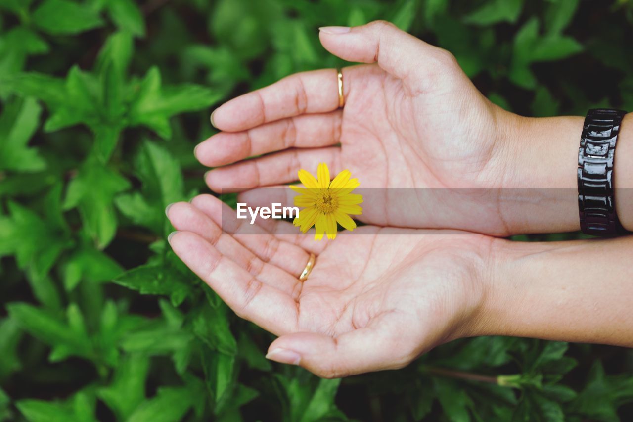 Close-up of hand holding yellow flower