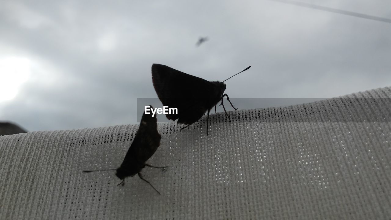 CLOSE-UP OF BUTTERFLY PERCHING ON WALL AGAINST SKY