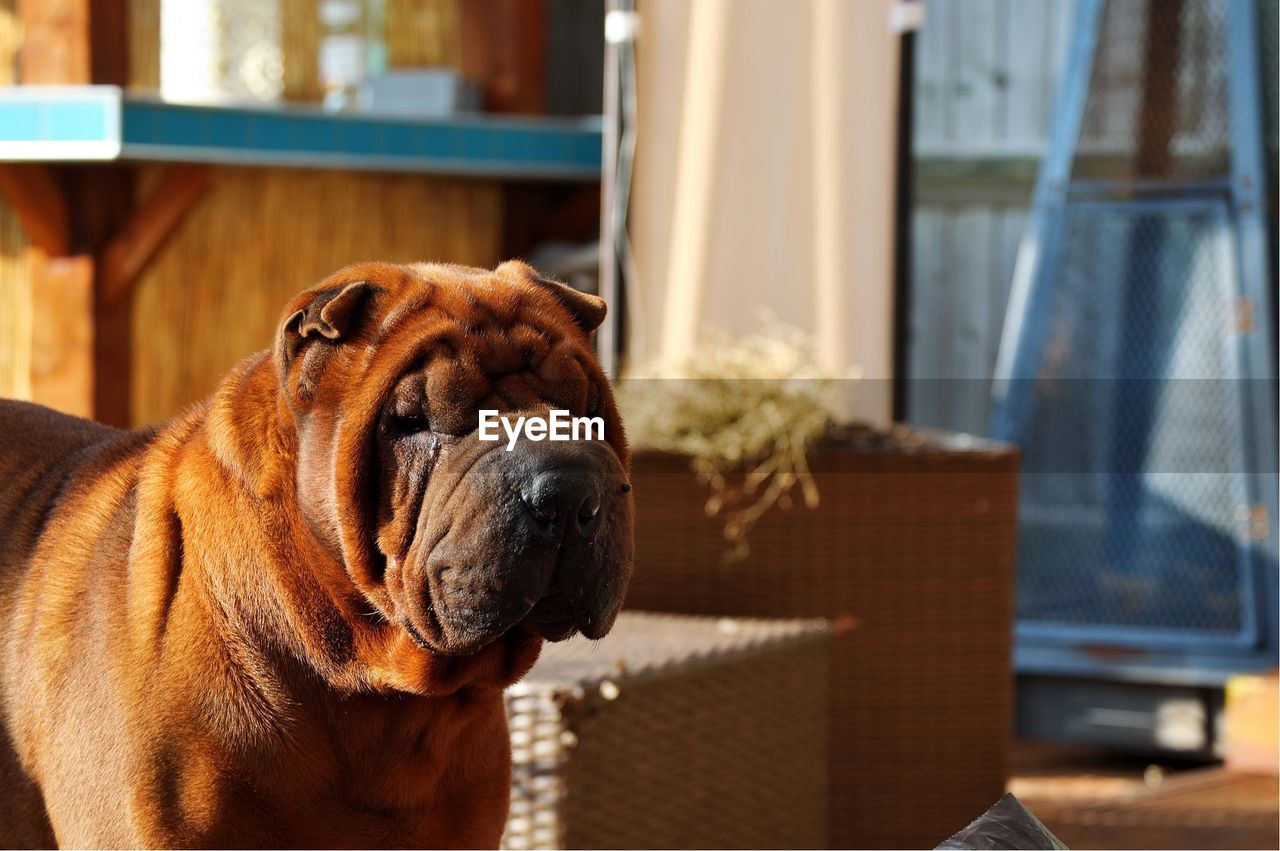 Shar-pei standing at home