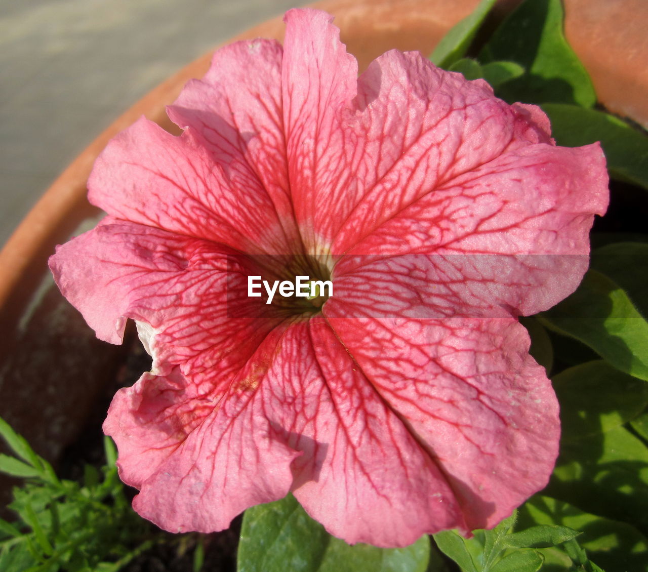 flower, flowering plant, plant, freshness, beauty in nature, petal, close-up, inflorescence, flower head, fragility, hibiscus, growth, nature, pink, pollen, leaf, plant part, no people, outdoors, botany, springtime, focus on foreground, stamen, day, blossom