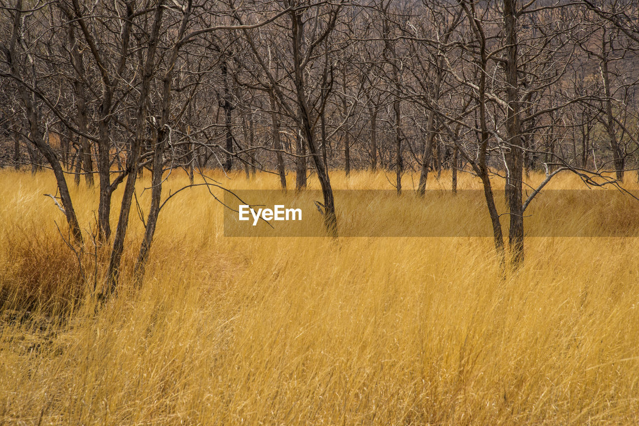 scenic view of field