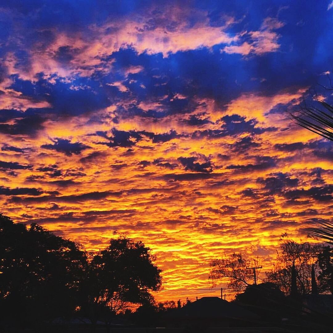 SILHOUETTE OF TREES AT SUNSET